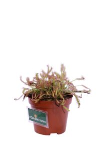 Drosera Capensis v9 egarden.store 3 Drosera Capensis v9 egarden.store online