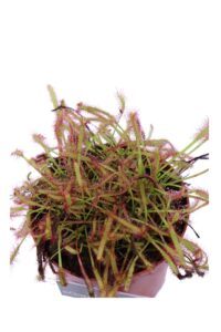Drosera Capensis v9 egarden.store 4 Drosera Capensis v9 egarden.store online