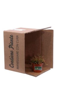 Drosera Capensis v9 egarden.store 5 Drosera Capensis v9 egarden.store online