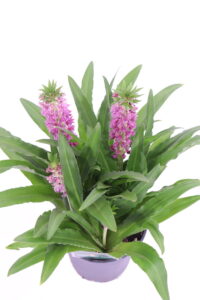 Giglio di Ananas - Eucomis viola