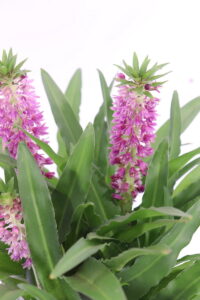Giglio di Ananas - Eucomis viola