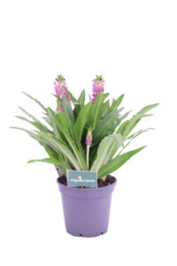 Eucomis viola online