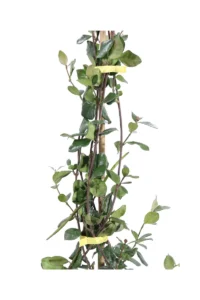 Falso Gelsomino - Rhyncospermum Jasminoides Star of Toscane v19 egarden.store online