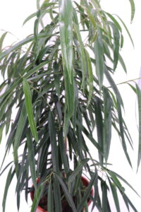 Ficus Alii v24 egarden.store 2 Ficus Maclellandii Alii