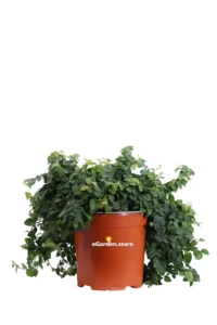 Ficus Pumila - Ficus Repens v17 egarden.store online