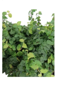 Ficus Pumila - Ficus Repens v17 egarden.store online