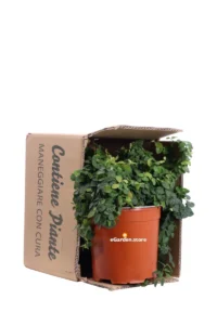 Ficus Pumila - Ficus Repens v17 egarden.store online
