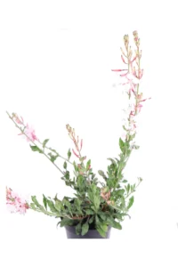 Fior di orchidea - Gaura Lindheimeri Alba v.14 egarden.store online
