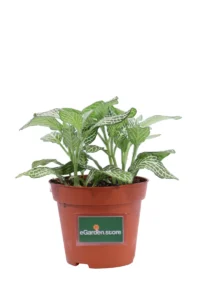 Fittonia Mosaic Light Green v8 egarden.store online