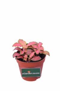 Fittonia Mosaic Rubino v9 egarden.store online