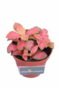 Fittonia Mosaic Rubino v9 egarden.store online