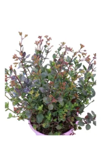 Kalanchoe Manginii v22 egarden.store online