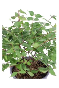 Kolkwitzia Amabilis Pink Cloud v19 egarden.store 2 Kolkwitzia Amabilis Pink Cloud v19 egarden.store online