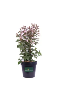 Lagerstroemia Indica Rhapsody In Pink v20 egarden.store online