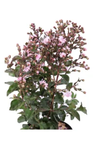Lagerstroemia Indica Rhapsody In Pink v20 egarden.store online