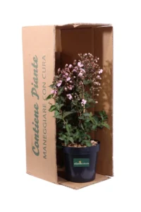 Lagerstroemia Indica Rhapsody In Pink