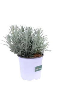 Lavanda Angustifolia v14 egarden.store online
