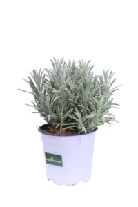 Lavanda Angustifolia v14 egarden.store online