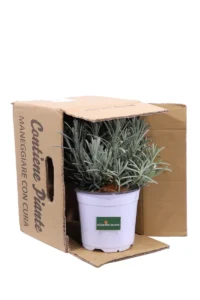 Lavanda Angustifolia v14 egarden.store online