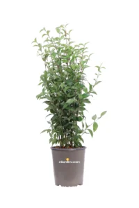 Ligustro Giapponese - Ligustrum Japonicum v19 egarden.store online