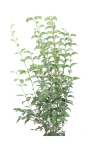 Ligustro Giapponese v20 egarden.store online