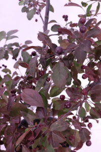 Malus Floribunda Coccinella v24 eGarden.store 2 Malus Floribunda Coccinella online