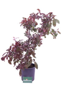 Malus Floribunda Coccinella v24 eGarden.store Malus Floribunda Coccinella online