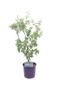 Malus Floribunda gold hornet v24 egarden.store 1 Malus Floribunda gold hornet v24 egarden.store online