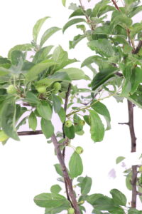 Malus Floribunda gold hornet v24 egarden.store 2 Malus Floribunda gold hornet