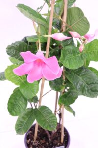 Mandevilla - Varie Colorazioni