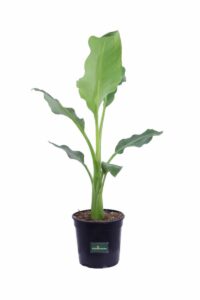 Musella Lasiocarpa v24 egarden.store online