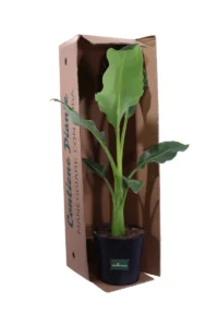 Musella Lasiocarpa v24 egarden.store online