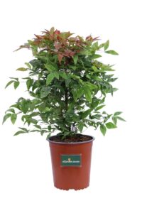 Nandina Domestica Blush Pink v.17 egarden.store online