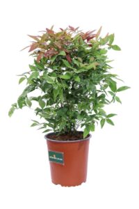 Nandina Domestica Blush Pink v.17 egarden.store online