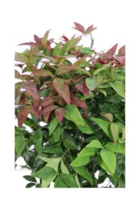 Nandina Domestica Blush Pink v.17 egarden.store online
