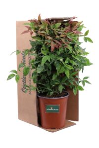 Nandina Domestica Blush Pink