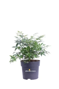 Nandina Domestica Gulf Stream v17 egarden.store online