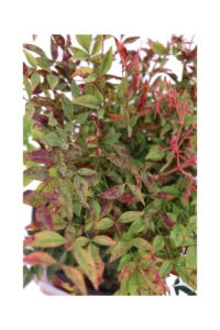 Nandina Gulf Stream v18 egarden.store online