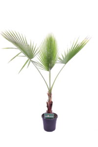 Palma Washingtonia v24 egarden.store online