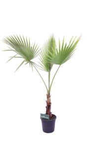 Palma Washingtonia v24 egarden.store online