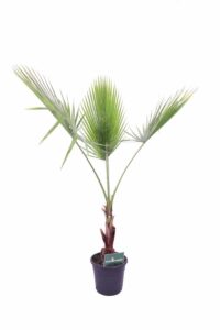 Palma Washingtonia v24 egarden.store online