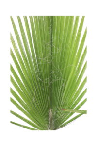 Palma Americana - Washingtonia