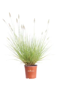 Pennisetum Alopecuroides v17 egarden.store online