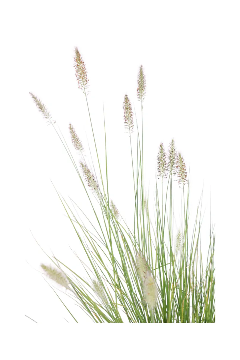 Pennisetum Alopecuroides v17 egarden.store online