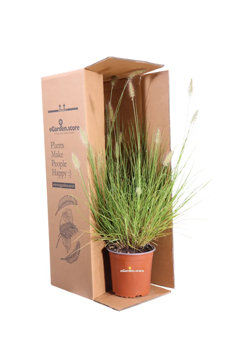 Pennisetum Alopecuroides v17 egarden.store online