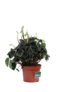 Peperomia Caperata v12 egarden.store online