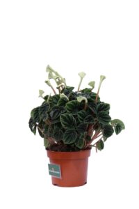 Peperomia Caperata v12 egarden.store online