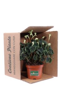 Peperomia Caperata v12 egarden.store online