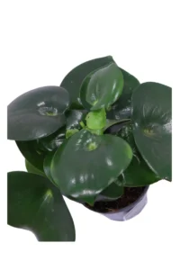 Peperomia Polybotrya v14 egarden.store online