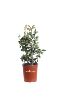 Photinia Serratifolia Crunchy v19 egarden.store online